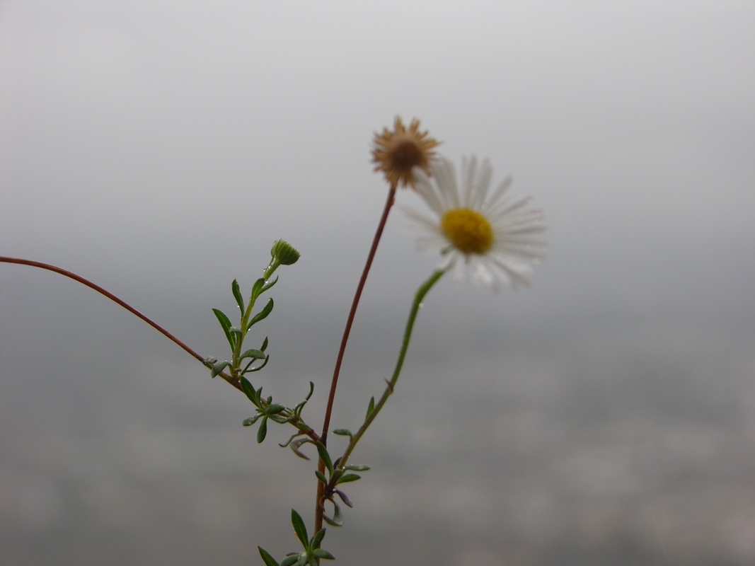 DSCN0597 Erigeron karvinskianus