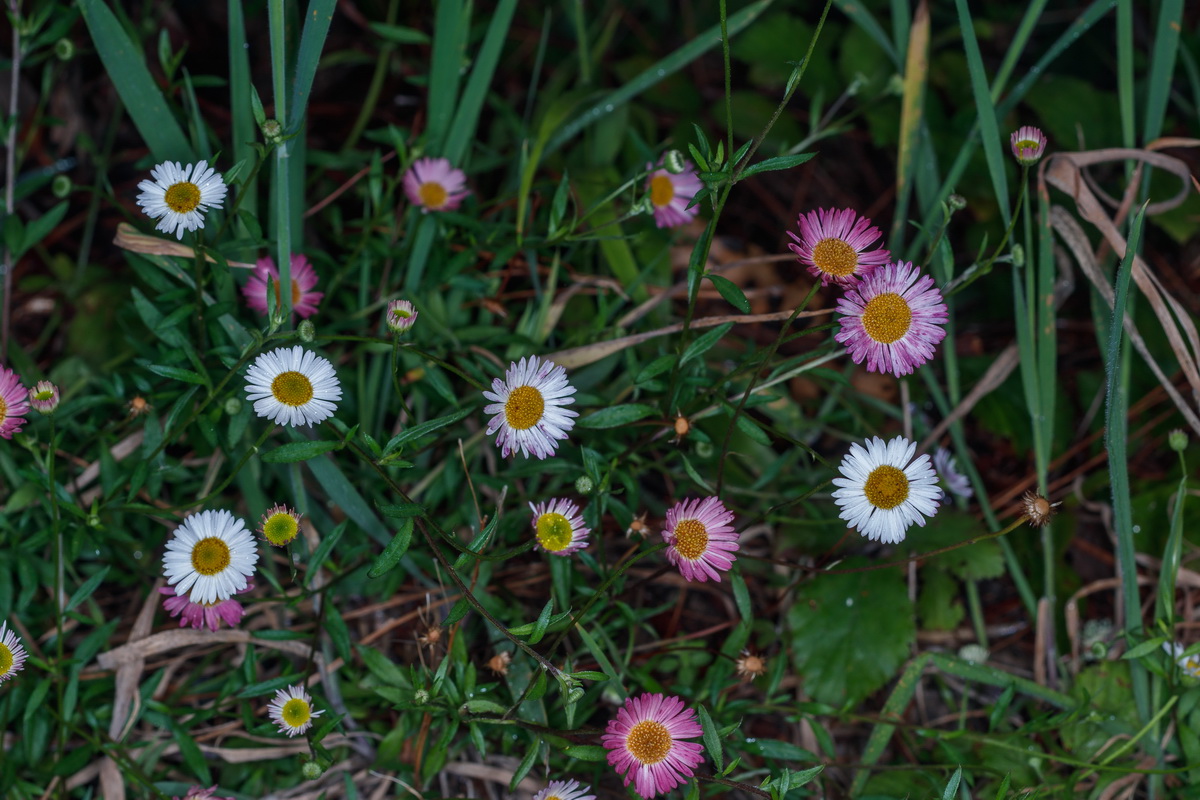  MG 4703 Erigeron karvinskianus teresita