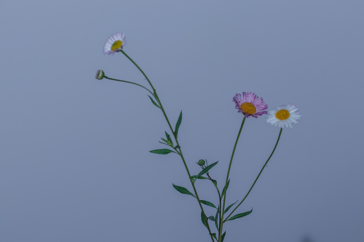  MG 4707 Erigeron karvinskianus teresita