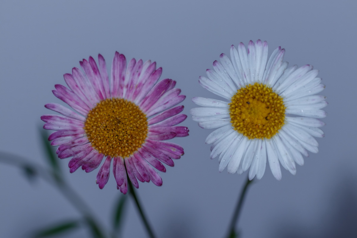  MG 4710 Erigeron karvinskianus teresita