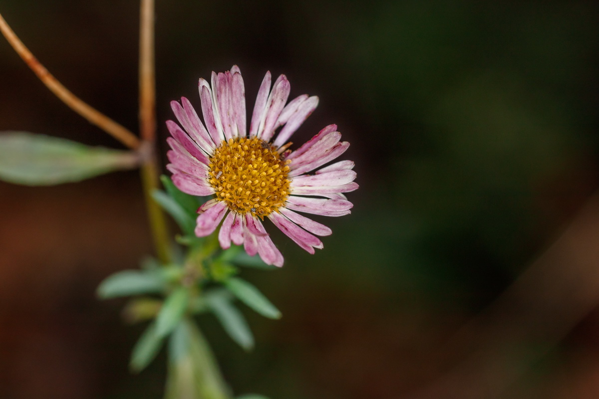  MG 7712 Erigeron karvinskianus