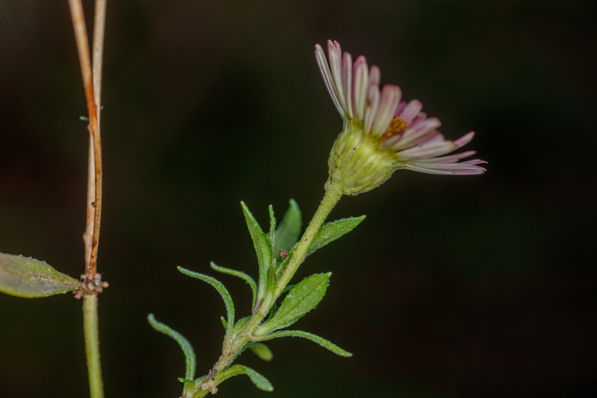  MG 7713 Erigeron karvinskianus