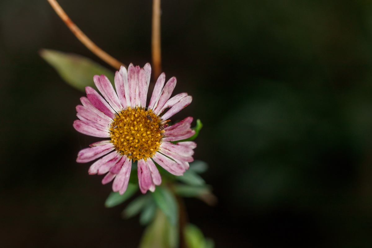  MG 7714 Erigeron karvinskianus