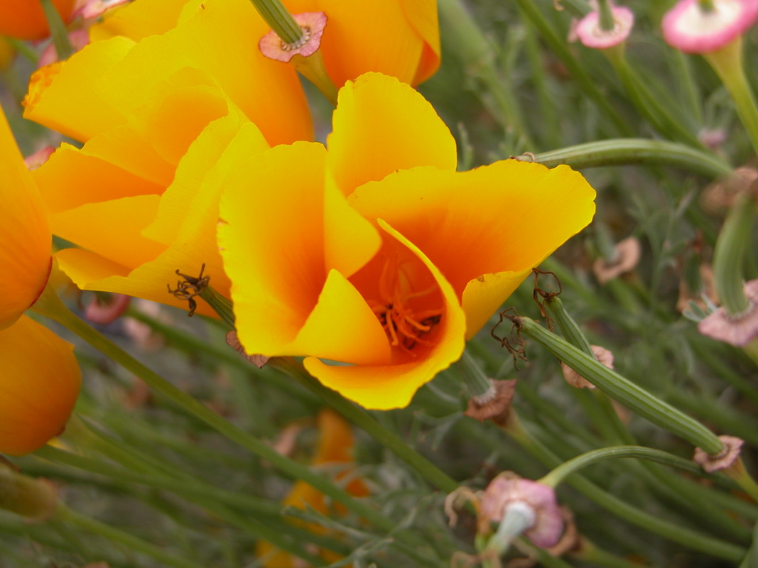 Eschscholzia californica4
