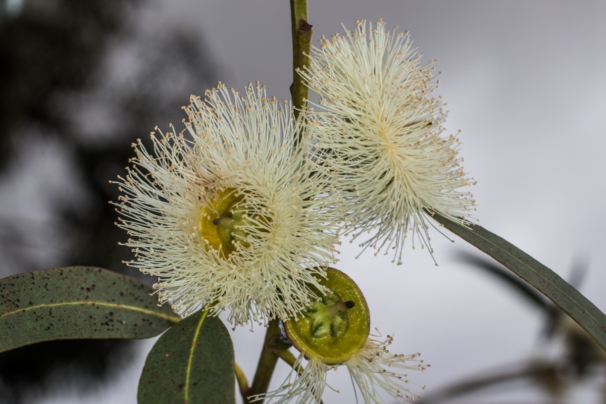  MG 7773 Eucalyptus globulus
