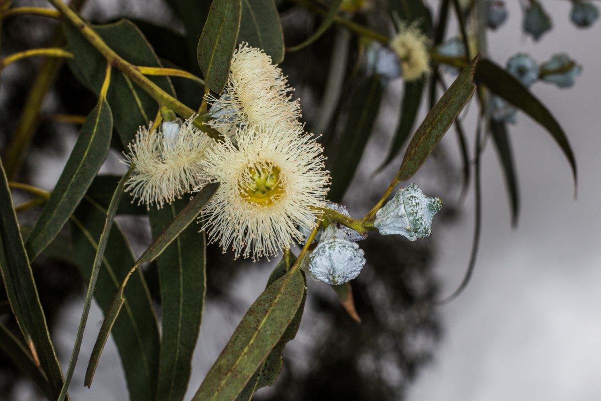  MG 7774 Eucalyptus globulus