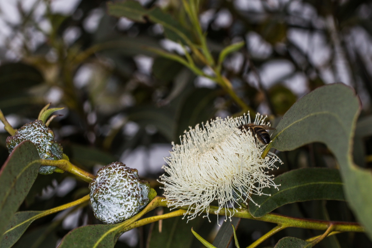  MG 7778 Eucalyptus globulus