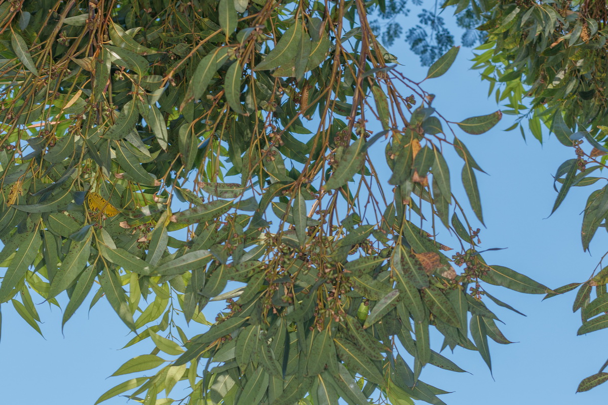  MG 6185 Eucalyptus robusta caobo de los pantanos