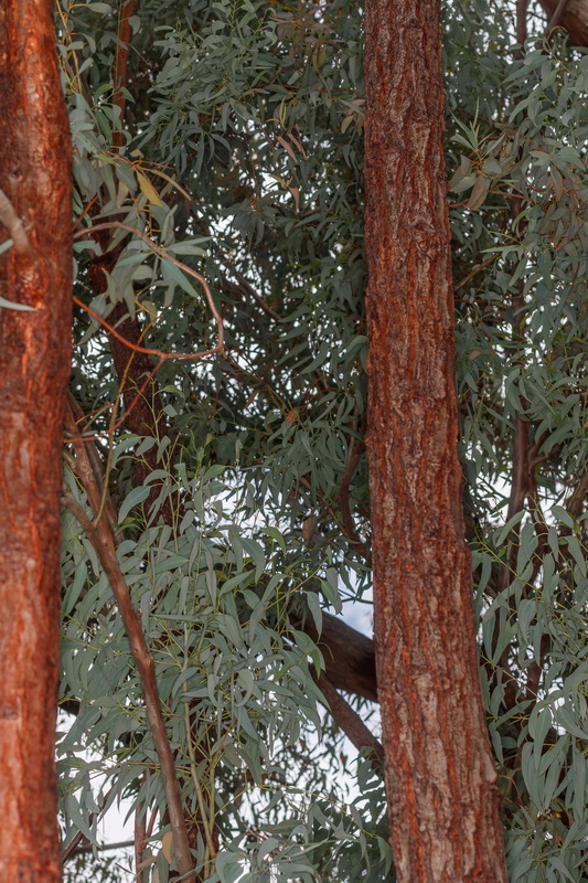  MG 1572 Eucalyptus sideroxylon
