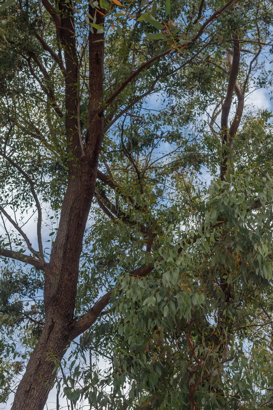  MG 1573 Eucalyptus sideroxylon