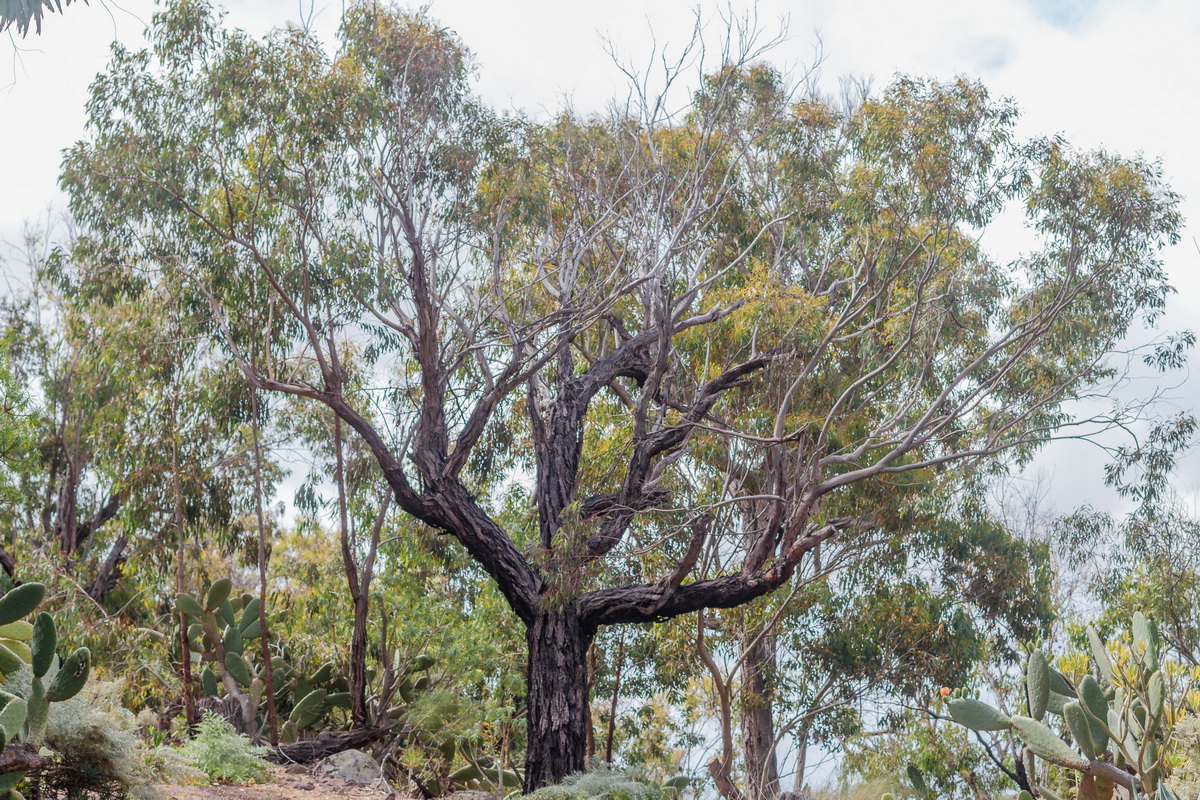  MG 1578 Eucalyptus sideroxylon