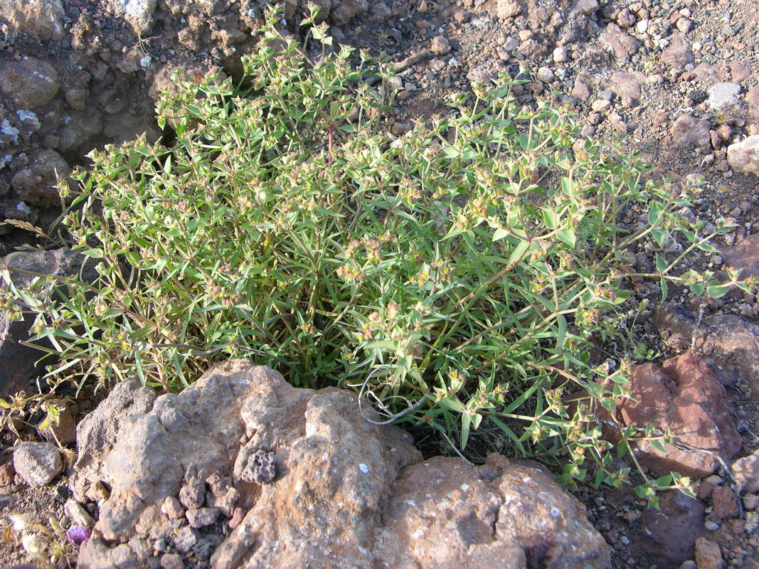 Euphorbia exigua2
