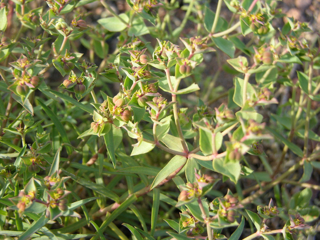 Euphorbia exigua3