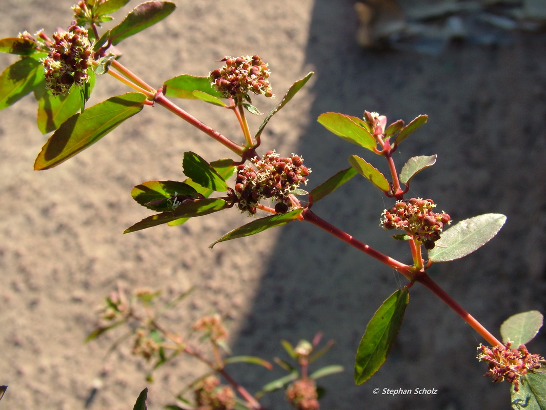 Euphorbia hypericifolia Esquinzo03.jpg