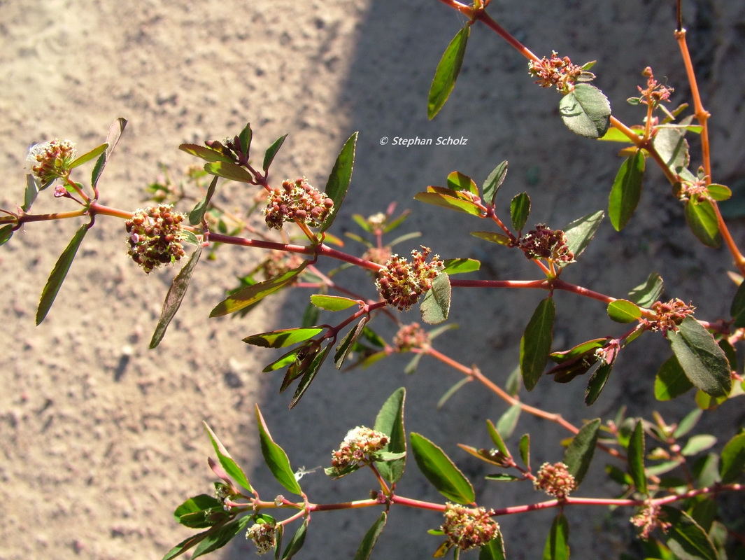 Euphorbia hypericifolia Esquinzo04.jpg