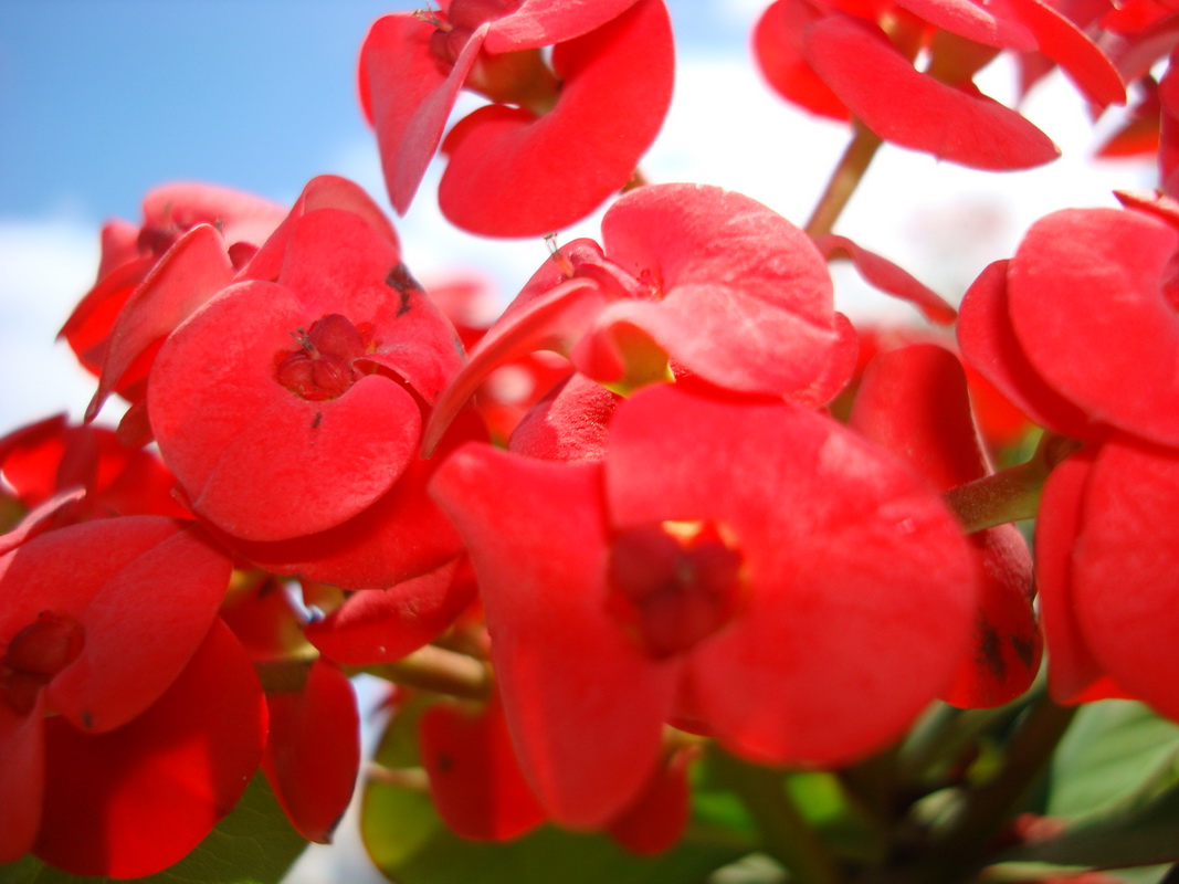 DSC00165 Euphorbia milii