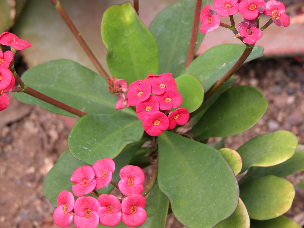 Euphorbia milli