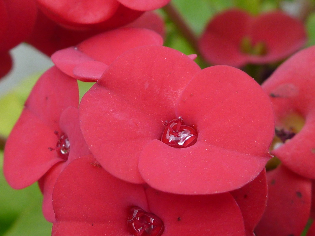 P1000201 Euphorbia milii