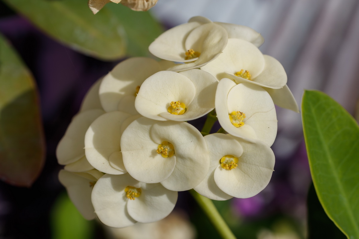  MG 5426 Euphorbia milii espina de cristo