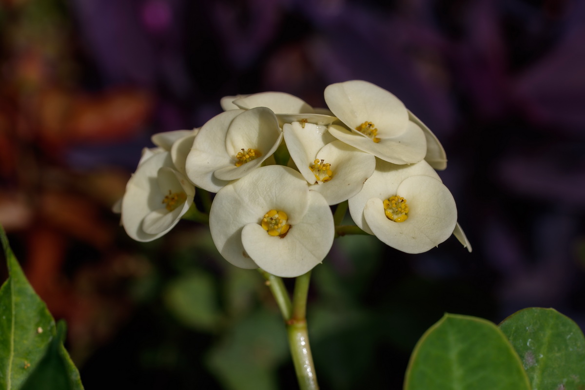  MG 5427 Euphorbia milii espina de cristo