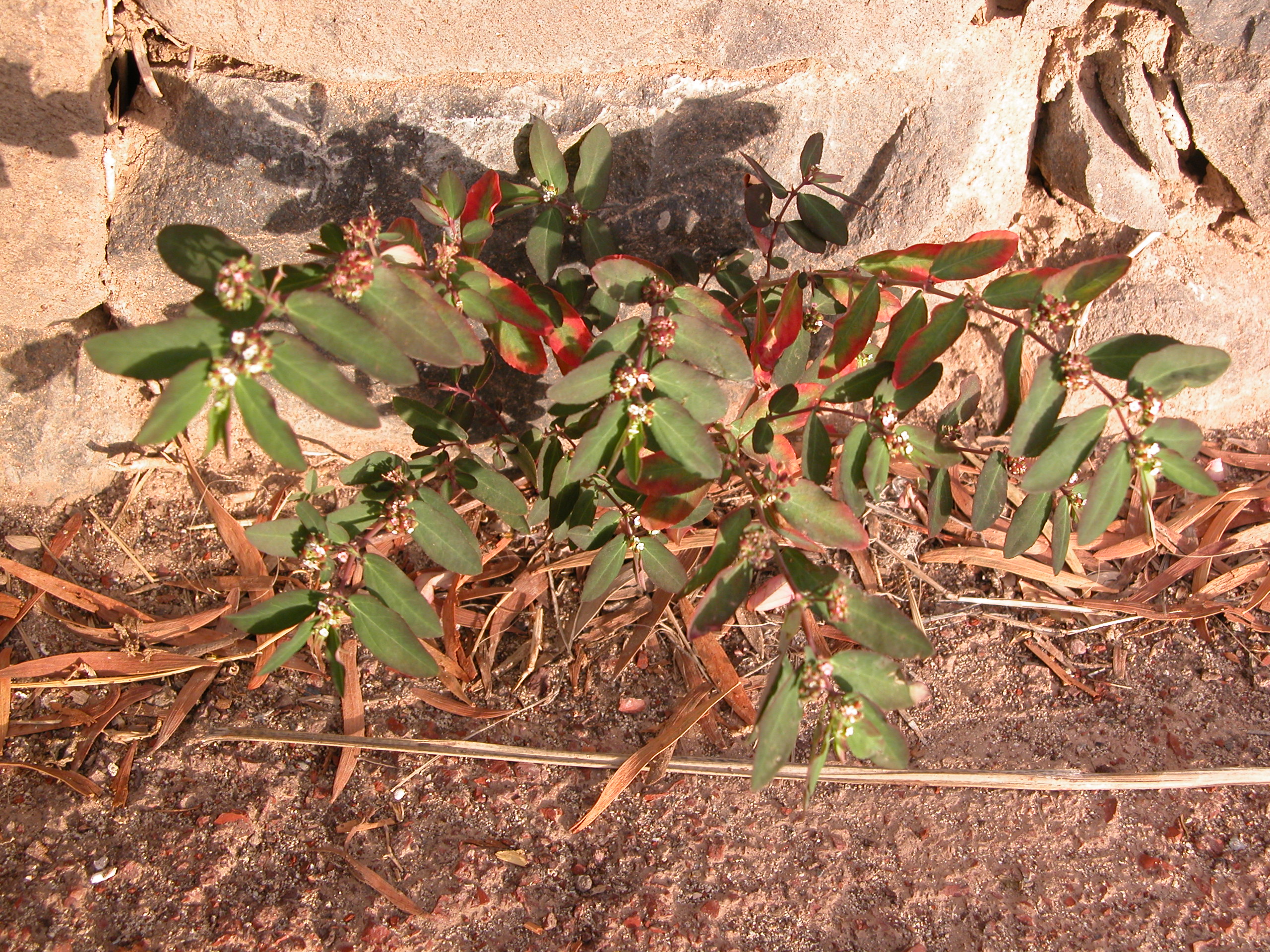 DSCN0185 Euphorbia nutans