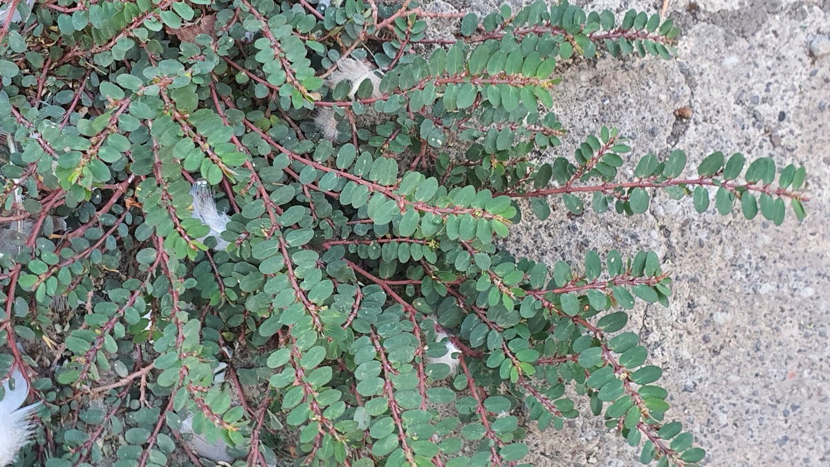 Euphorbia prostrata 01