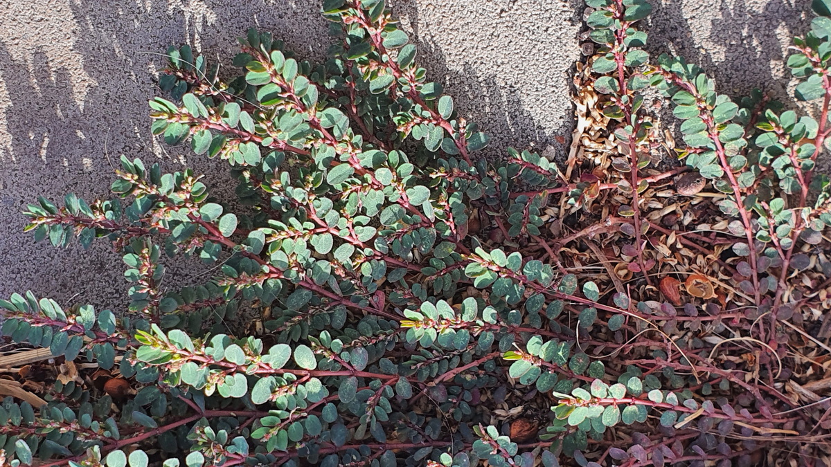 Euphorbia prostrata 04