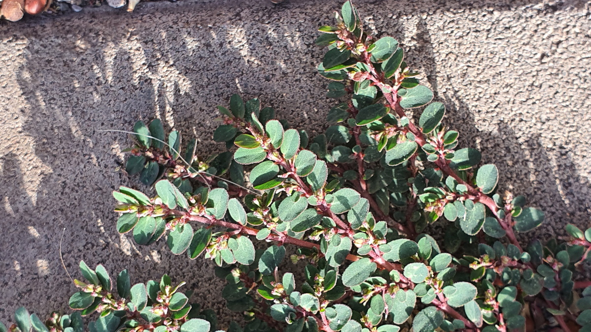 Euphorbia prostrata 05