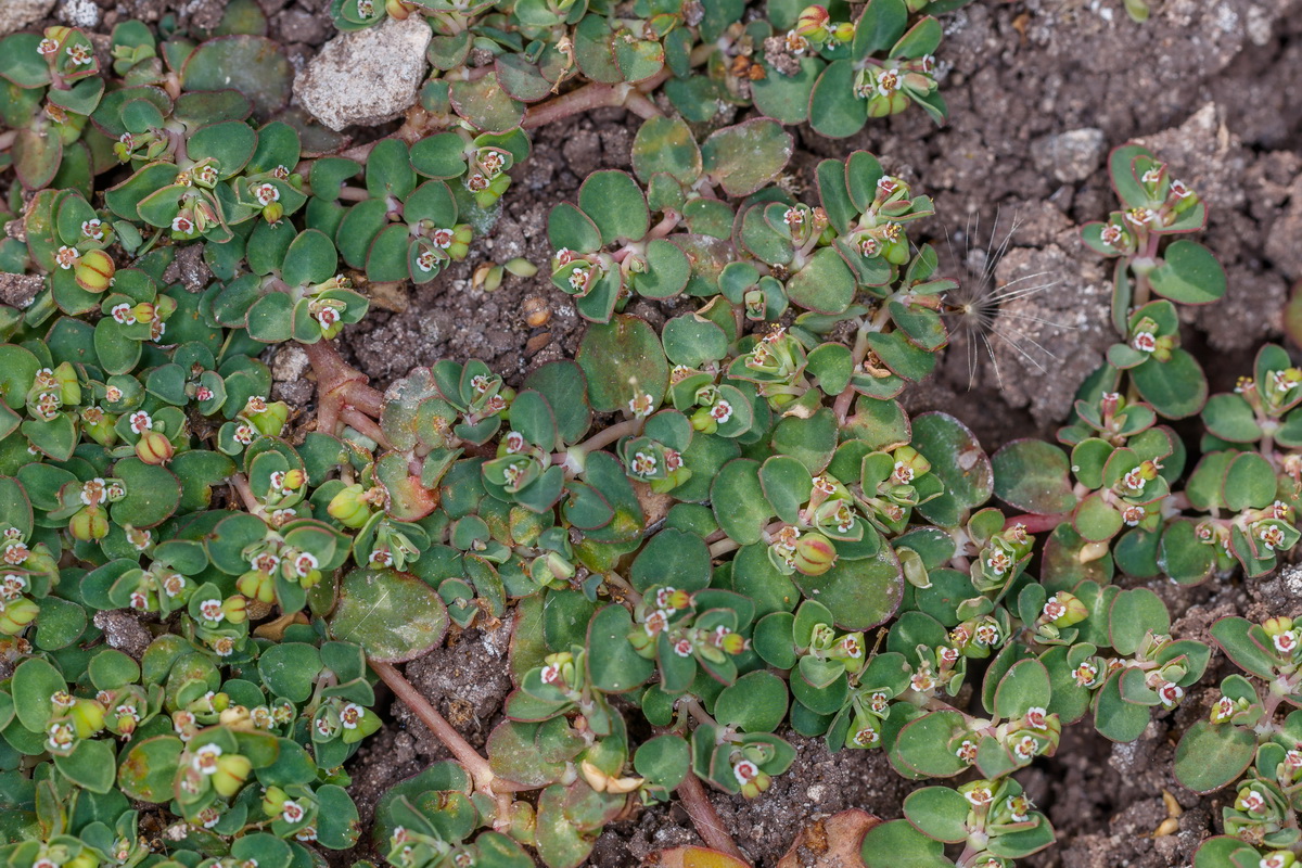 MG 3641 Euphorbia serpens chirrigüela serpenteante