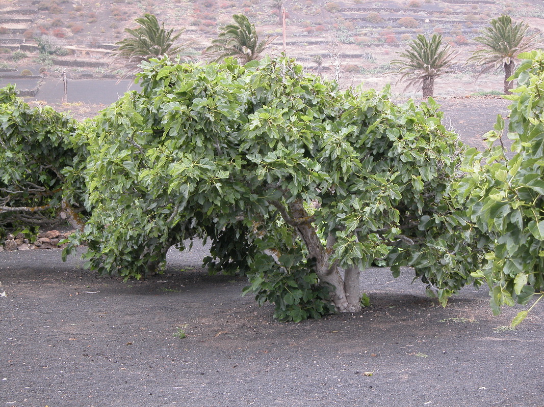Ficus carica3
