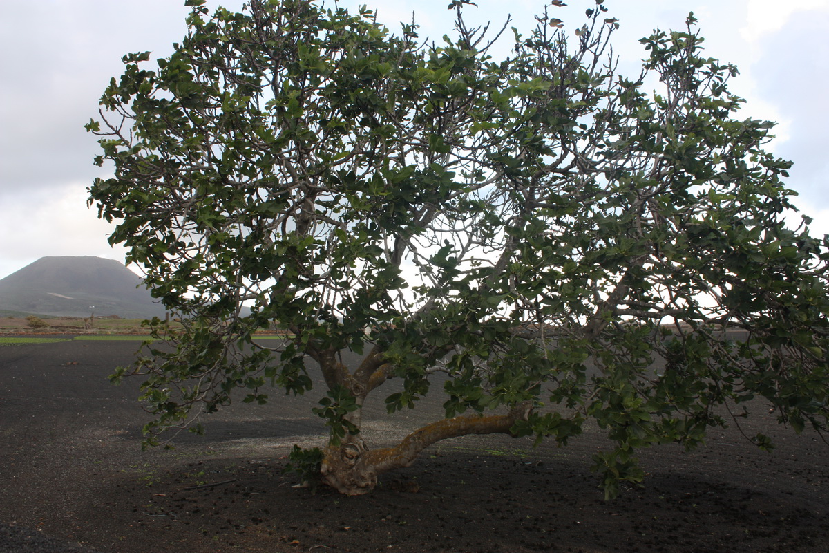 IMG 9652 Ficus carica