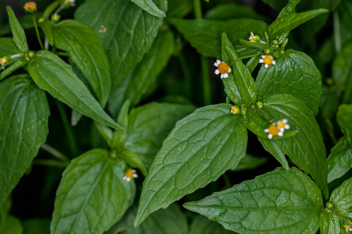  MG 8365 Galinsoga parviflora albahaca silvestre