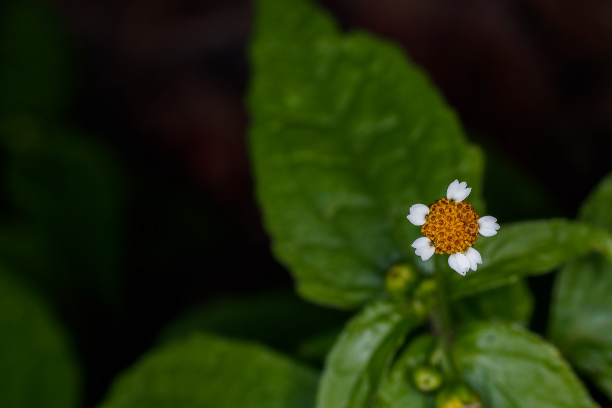  MG 8366 Galinsoga parviflora albahaca silvestre