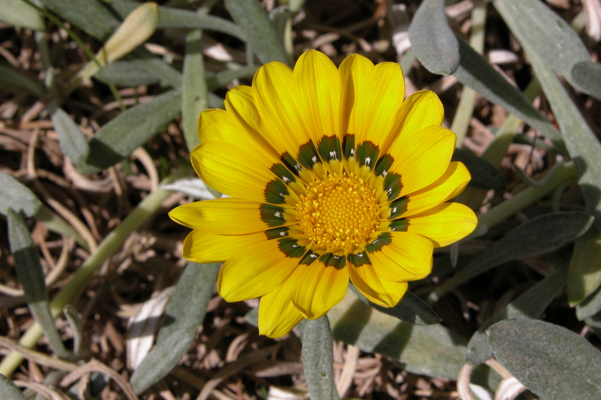 DSCN0741 Gazania