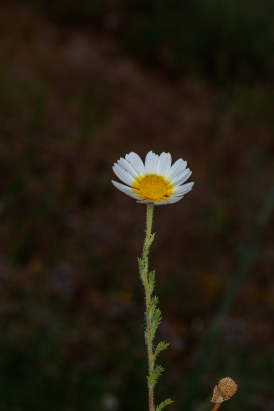  MG 3955 Glebionis coronaria ojo de buey, pajito