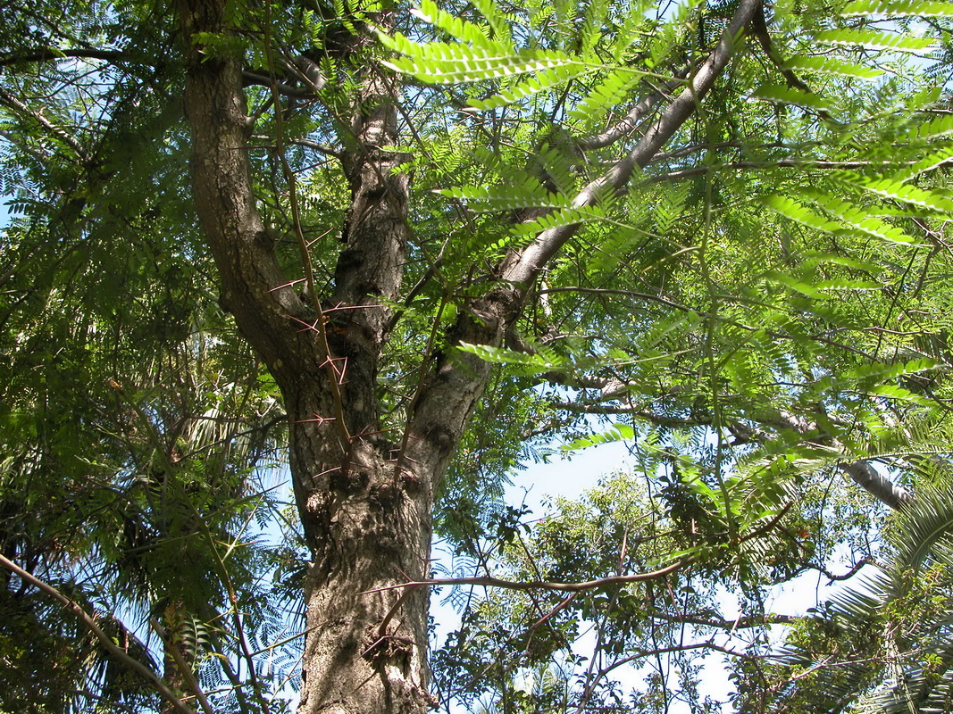 Gleditsia triacanthos