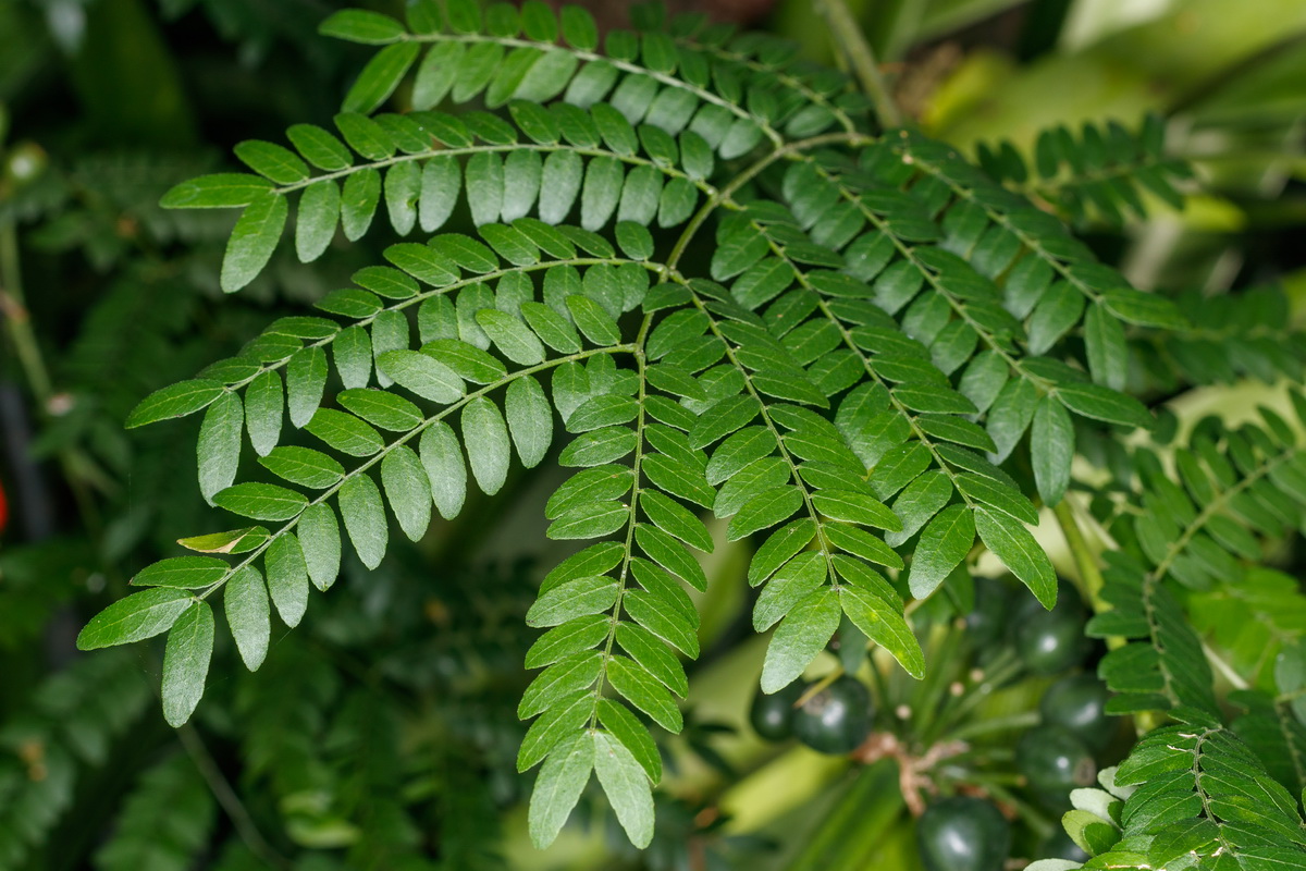  MG 5906 Gleditsia triacanthos acacia de tres espinas