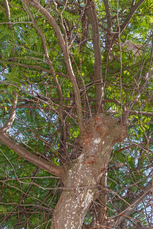  MG 5909 Gleditsia triacanthos acacia de tres espinas