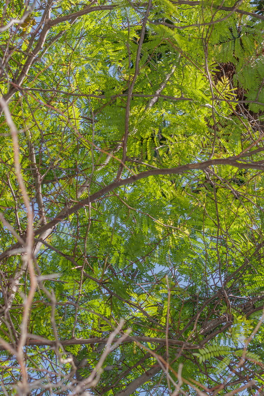  MG 5910 Gleditsia triacanthos acacia de tres espinas