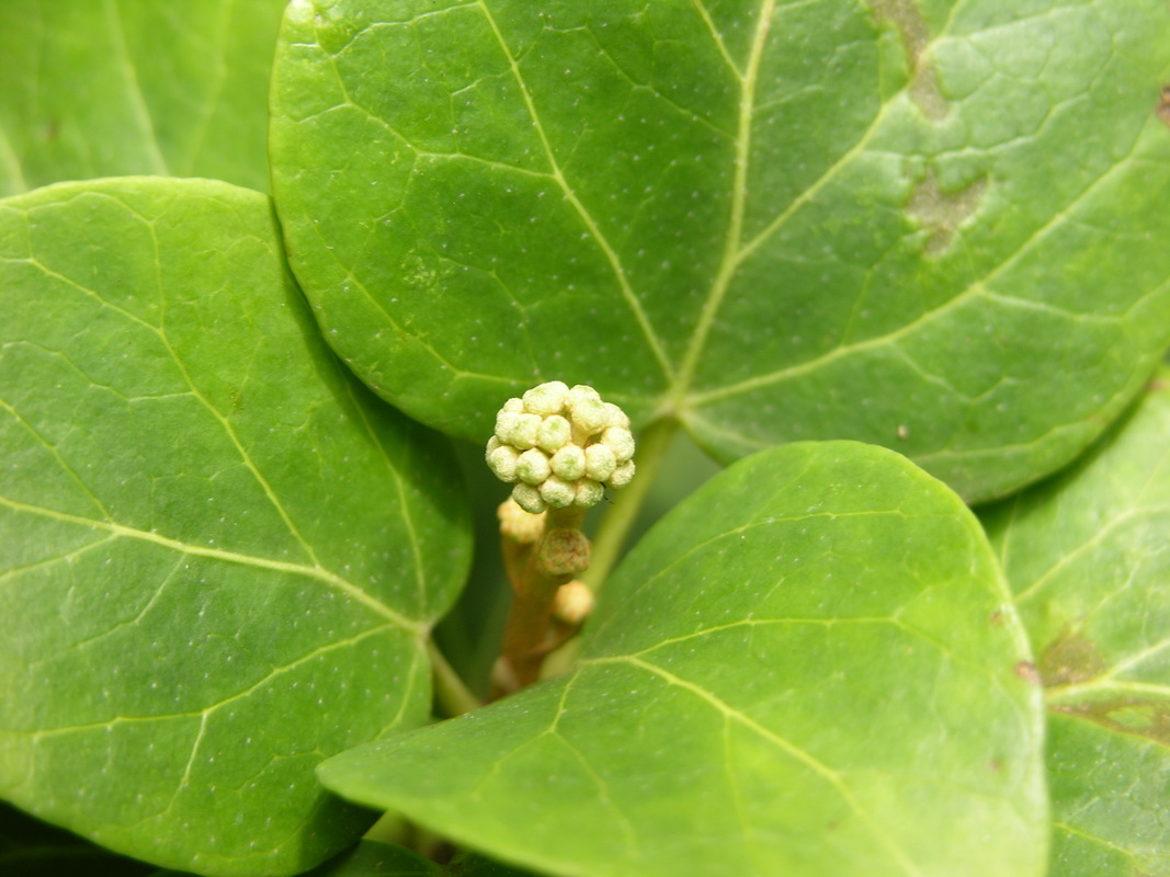 DSCN0284 Hedera helix