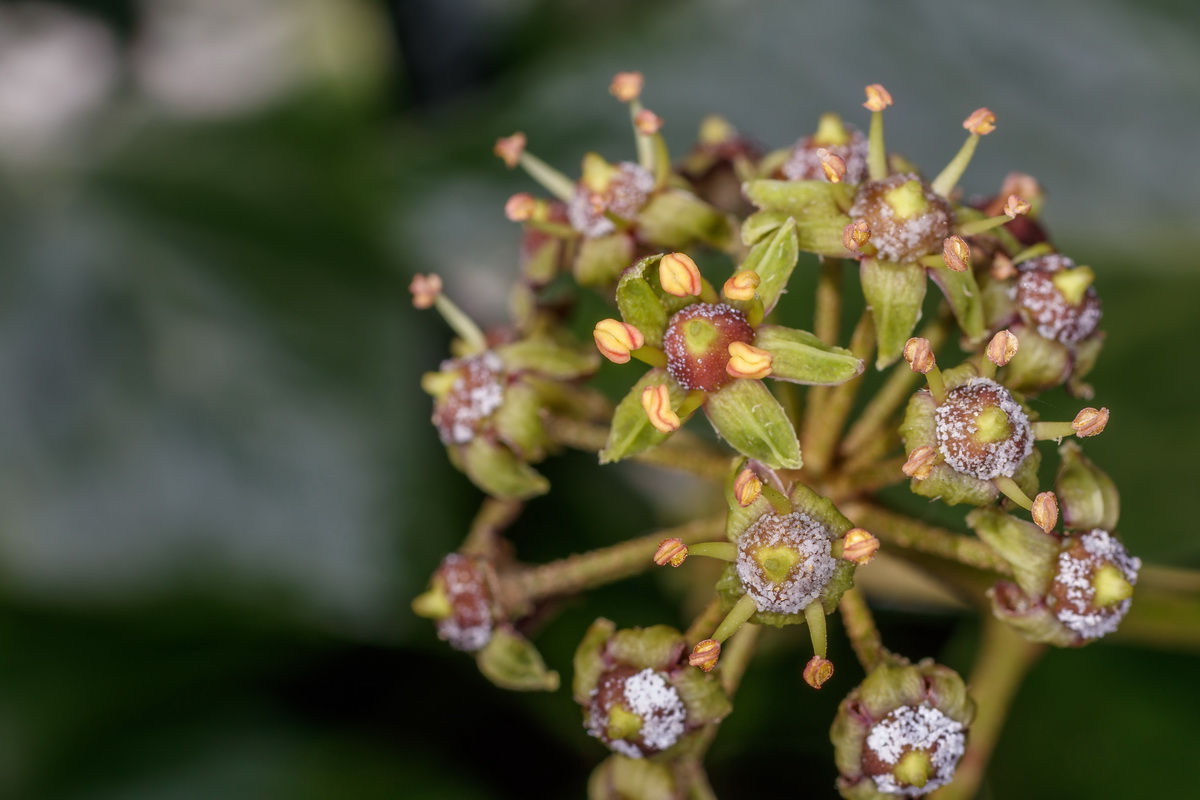  MG 3103 Hedera helix yedra flor