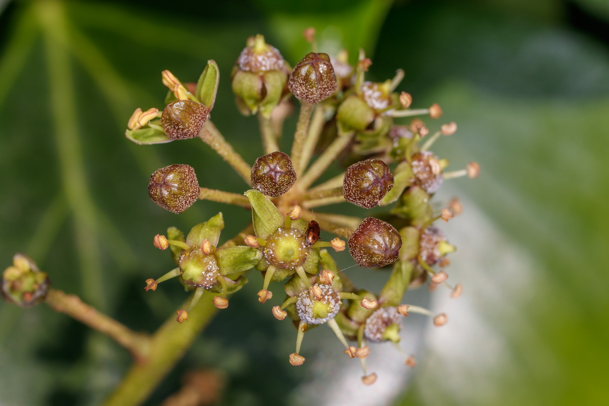  MG 3104 Hedera helix yedra flor