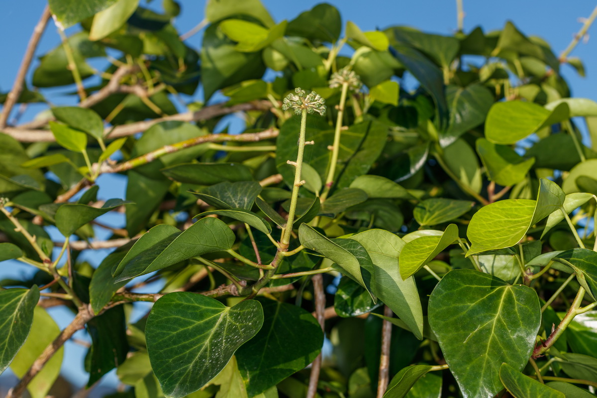  MG 9261 Hedera helix yedra