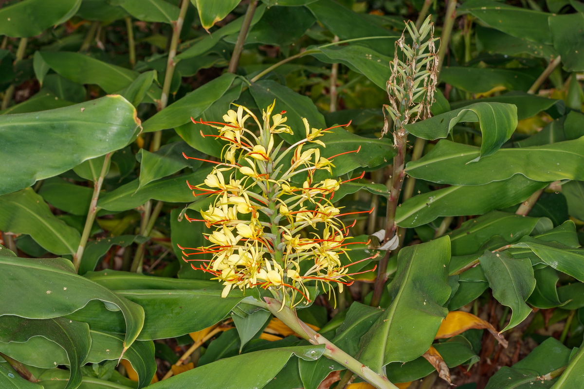  MG 5404 Hedychium gardeniarum Ilusion Gardenia