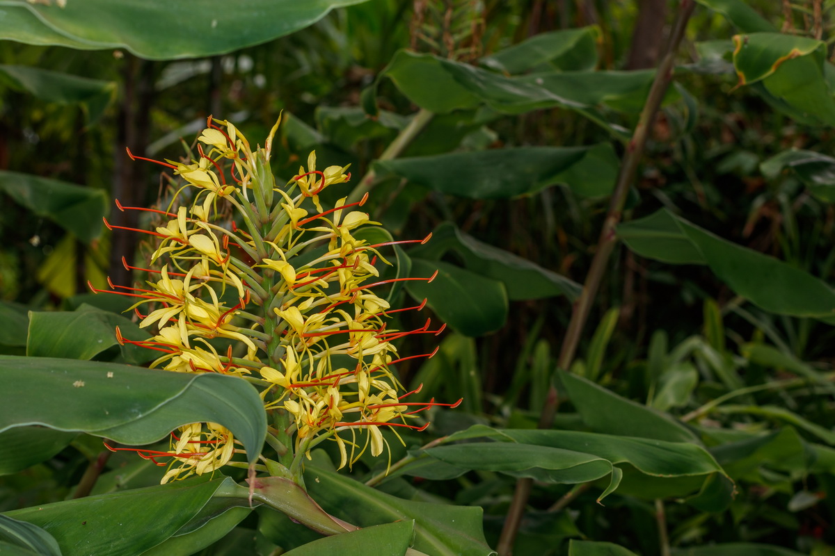  MG 5405 Hedychium gardeniarum Ilusion Gardenia