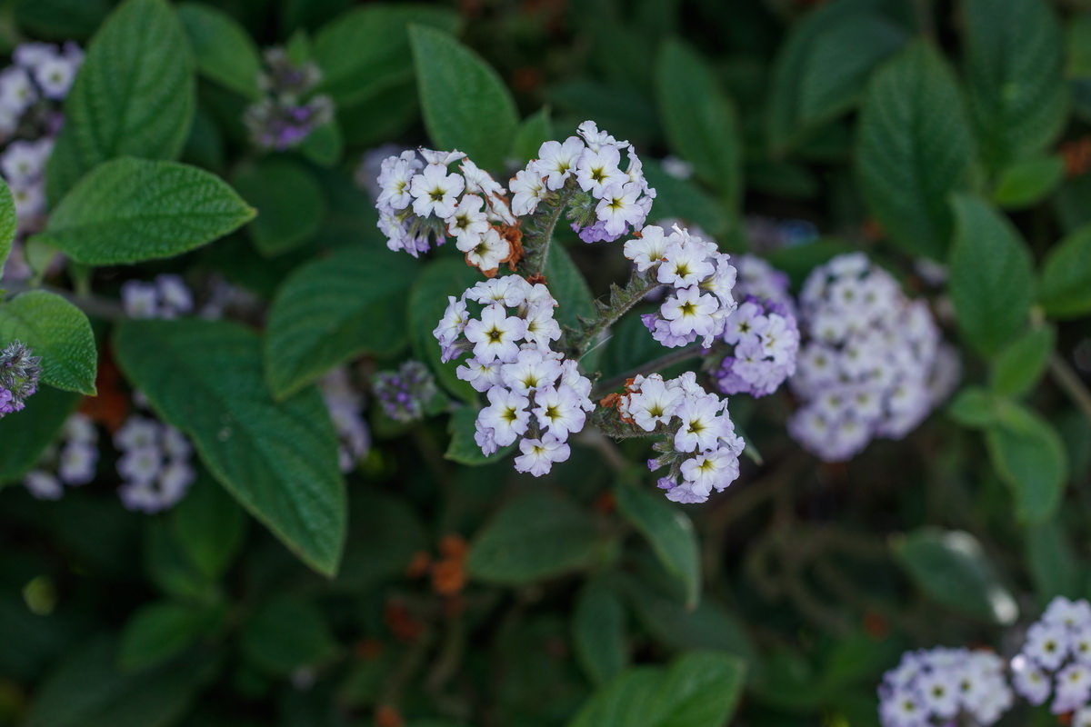  MG 9510 Heliotropium arborescens