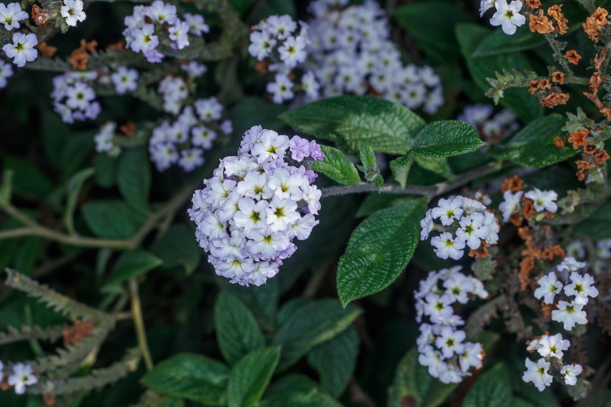  MG 9511 Heliotropium arborescens