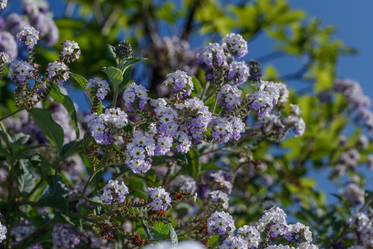  MG 9512 Heliotropium arborescens