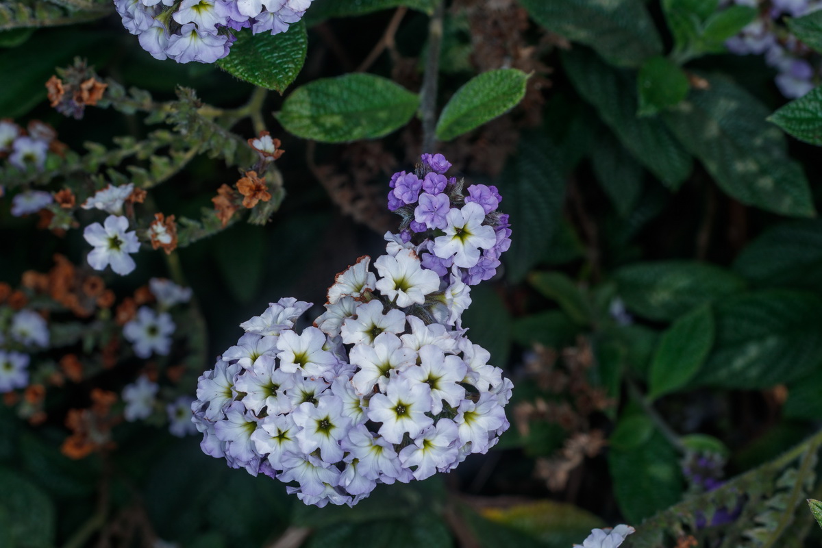  MG 9513 Heliotropium arborescens