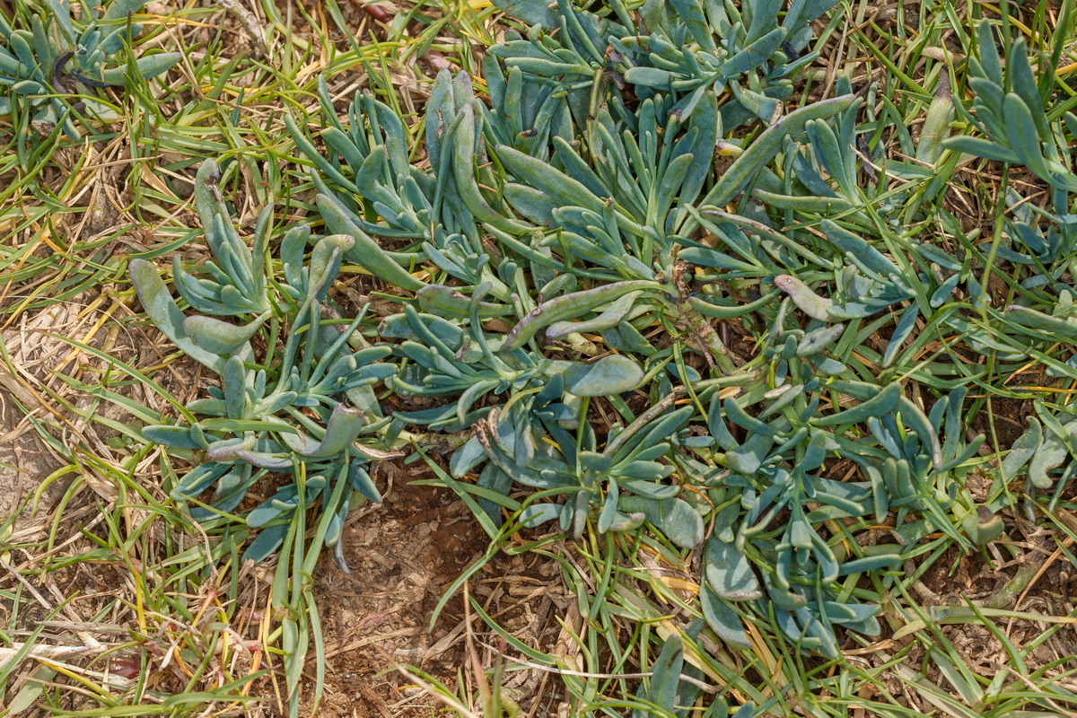 MG 3068 Heliotropium curassavicum